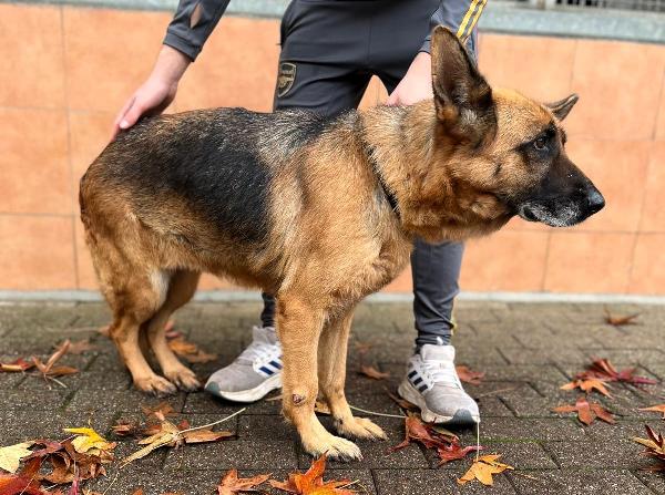 GIANNA PASTORE TEDESCO Foto 6